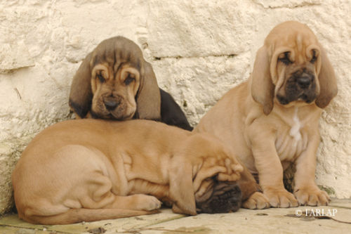 Marksbury Puppies October 2006